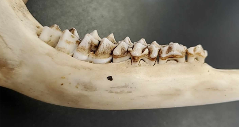 Researchers can tell from the size and development of a deer’s bones its stage of life. Here is a fawn’s mandible with teeth. Elic Weitzel